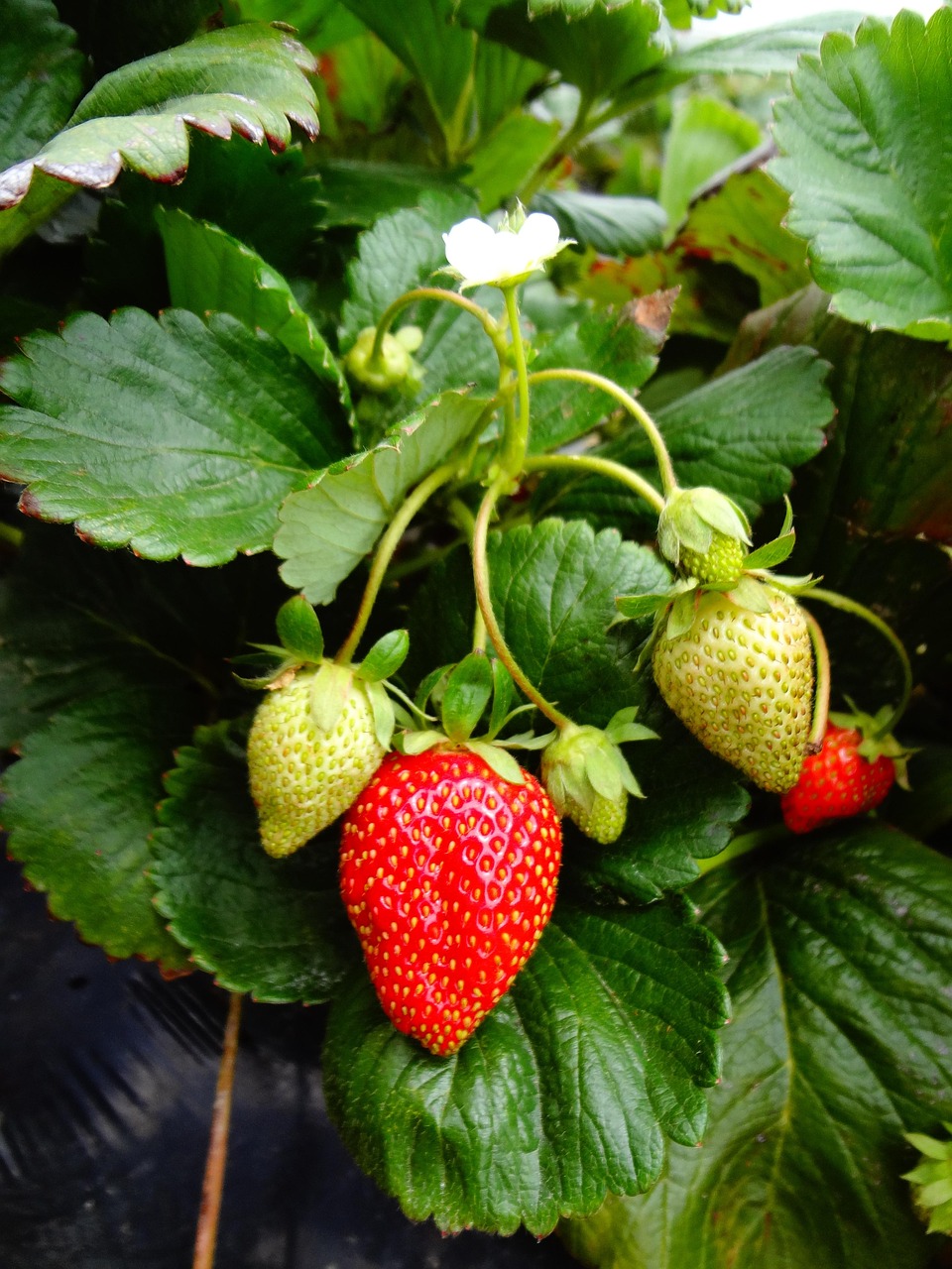 strawberry plant, strawberry, fruit, green fruits, green strawberry, strawberry plant, strawberry plant, strawberry plant, strawberry plant, strawberry plant