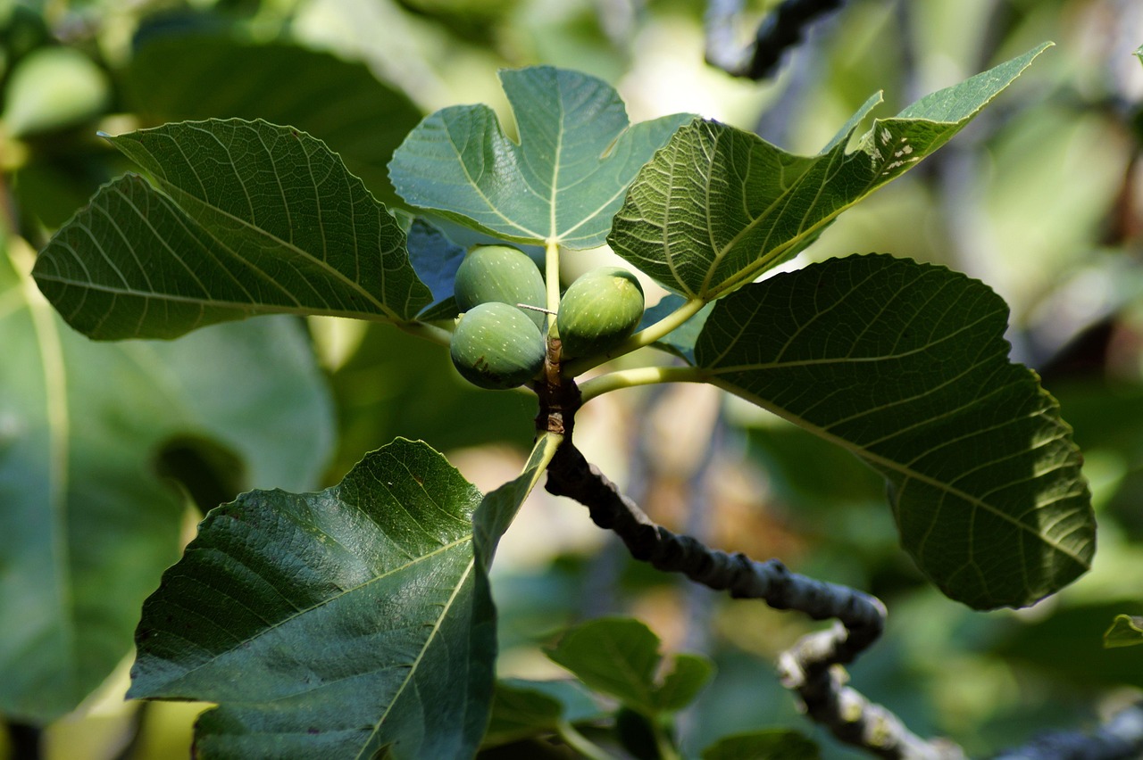 fig tree, fig, fruit, figs, yummy, cute, tree, green, nature, mediterranean, leaf, branch, fig leaf, fig leaves, plant, crop, fig tree, fig tree, fig tree, fig tree, fig tree, fig, fig, fig, figs, figs, figs