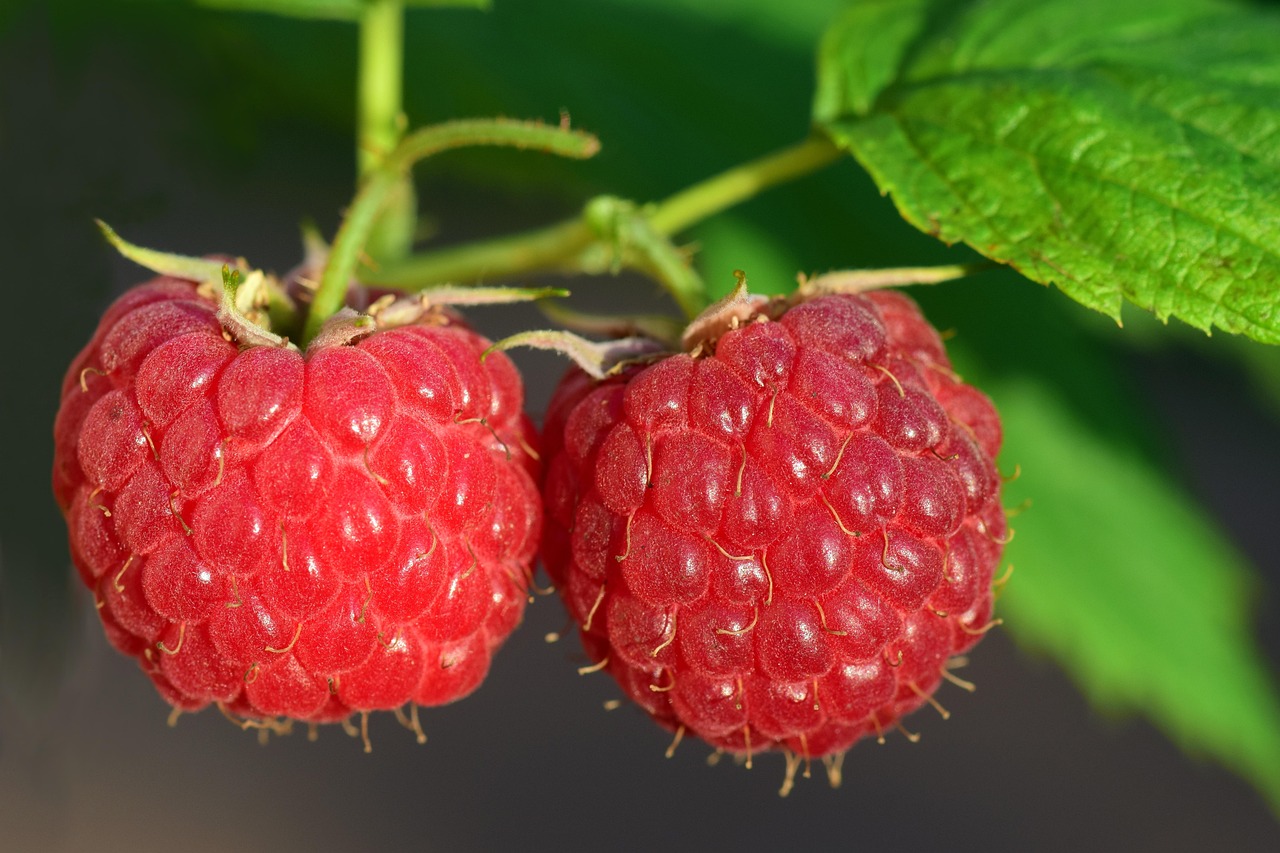 raspberries, red, fruit, berry, ripe, summer, fresh, raspberry bush, nature, close up, garden, juicy, cute, aroma, germany